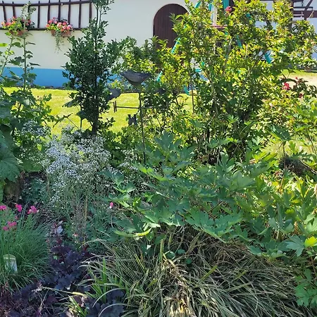 Alsace Near Vosges Nature Park بيت للعطل