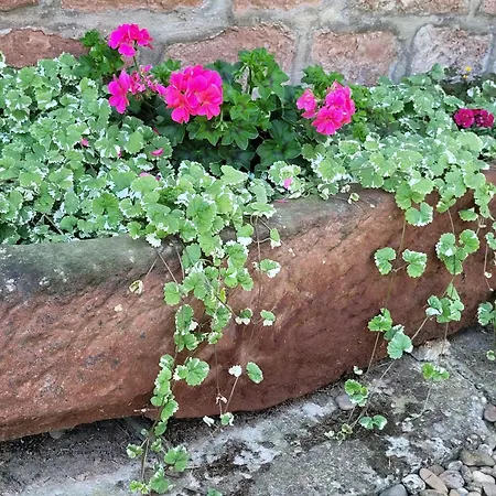 Ferienhaus Alsace Near Vosges Nature Park *